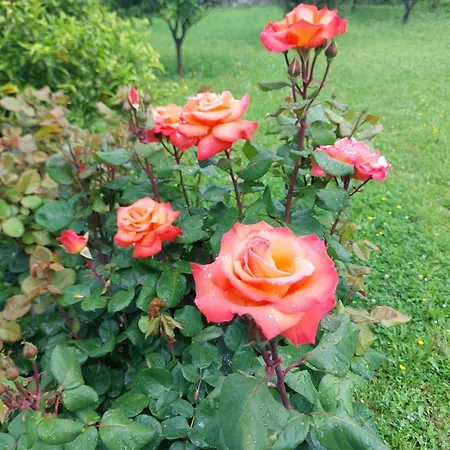 Garden Seaview Vakantiehuis Camogli